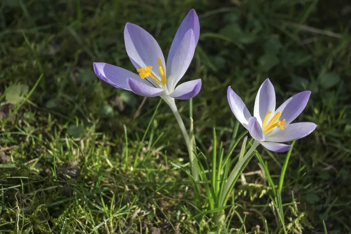 Gerahmter Druck : Krokusse (Crocus), Krokusse, violett. Gerahmter Druck : Krokusse (Crocus), Krokusse, violett.