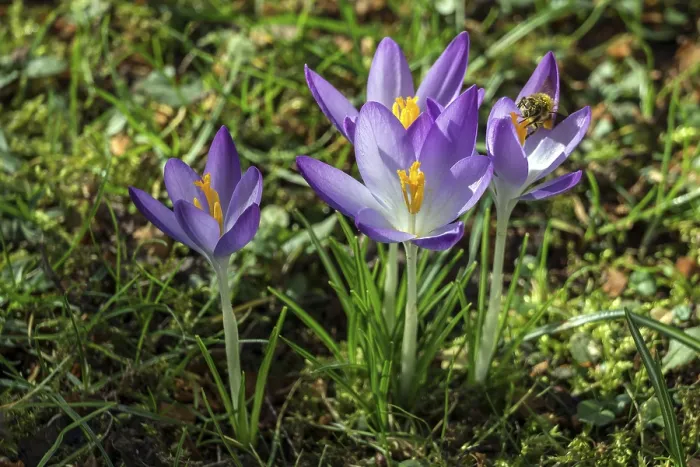 Gerahmter Druck : Krokusse (Crocus), Krokusse, violett.