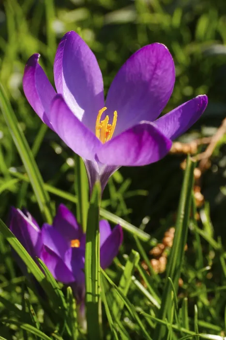 Gerahmter Druck : Krokusse (Crocus), früher Blüher. Gerahmter Druck : Krokusse (Crocus), früher Blüher.
