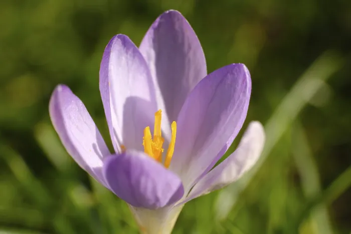 Gerahmter Druck : Krokusse (Crocus), früher Blüher. Gerahmter Druck : Krokusse (Crocus), früher Blüher.