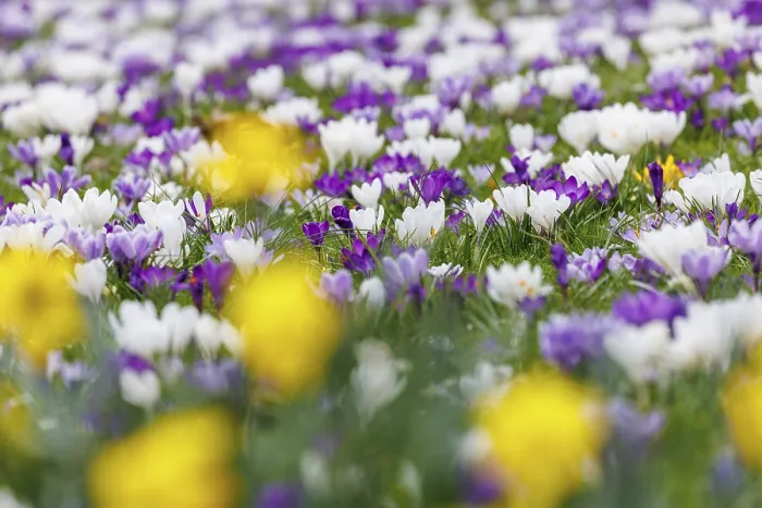 Gerahmter Druck : Krokusse (Crocus), Blume, Deutschland Gerahmter Druck : Krokusse (Crocus), Blume, Deutschland