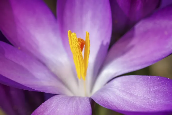Gerahmter Druck : Krokusse (Crocus), Blume, Deutschland Gerahmter Druck : Krokusse (Crocus), Blume, Deutschland