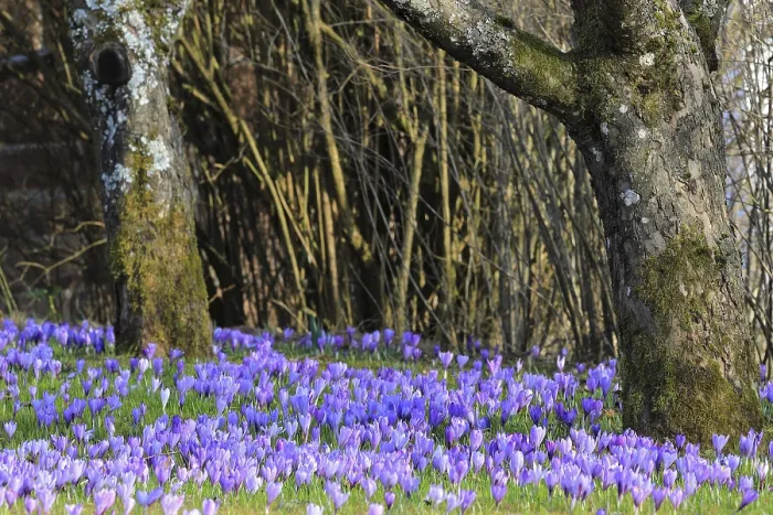 Gerahmter Druck : Krokusse (Crocus), blühend, Frühling. Gerahmter Druck : Krokusse (Crocus), blühend, Frühling.