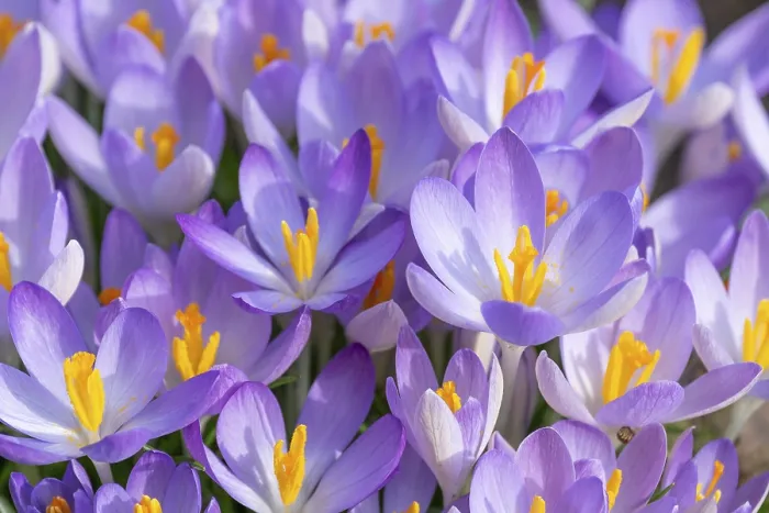 Gerahmter Druck : Krokus (Crocus) blüht, Thüringen, Deutschland. Gerahmter Druck : Krokus (Crocus) blüht, Thüringen, Deutschland.