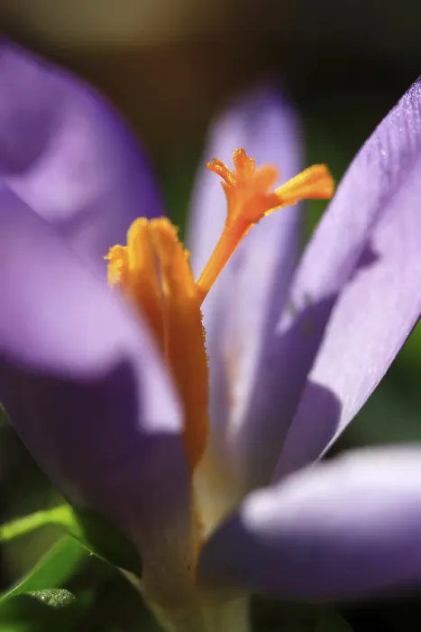 Gerahmter Druck : Krokusse (Crocus), Deutschland Gerahmter Druck : Krokusse (Crocus), Deutschland