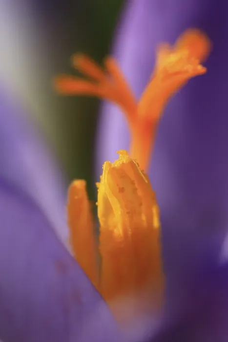 Gerahmter Druck : Krokusse (Crocus), Deutschland Gerahmter Druck : Krokusse (Crocus), Deutschland