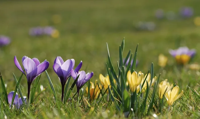 Gerahmter Druck : Krokusse (Crocus) wachsen im Gras. Gerahmter Druck : Krokusse (Crocus) wachsen im Gras.