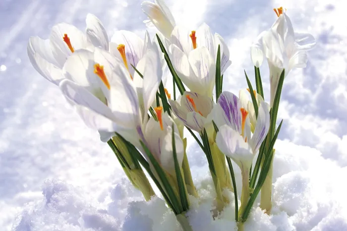 Gerahmter Druck : Krokusse (Crocus), die durch den Schnee wachsen. Gerahmter Druck : Krokusse (Crocus), die durch den Schnee wachsen.