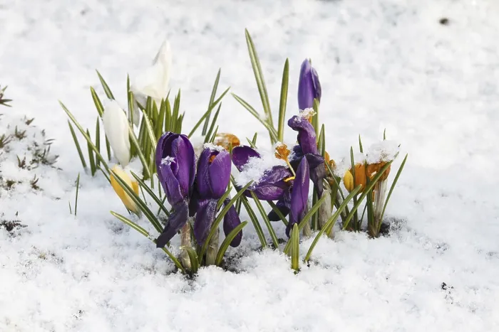 Gerahmter Druck : Krokusse (Crocus) im Schnee. Gerahmter Druck : Krokusse (Crocus) im Schnee.