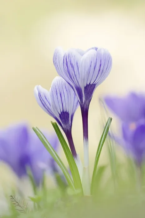 Gerahmter Druck : Krokusse (Crocus spec.) in Blüte im Frühling. Gerahmter Druck : Krokusse (Crocus spec.) in Blüte im Frühling.