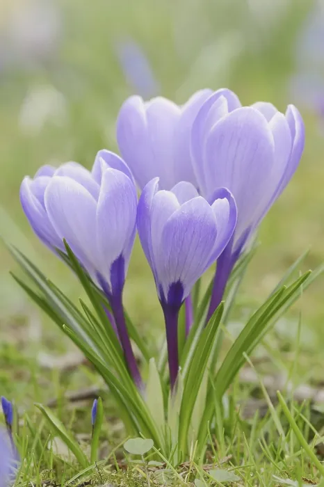 Gerahmter Druck : Krokusse (Crocus spec.) in Blüte im Frühling. Gerahmter Druck : Krokusse (Crocus spec.) in Blüte im Frühling.