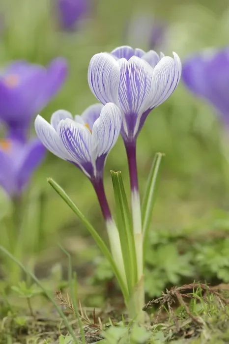 Gerahmter Druck : Krokusse (Crocus spec.) in Blüte im Frühling. Gerahmter Druck : Krokusse (Crocus spec.) in Blüte im Frühling.