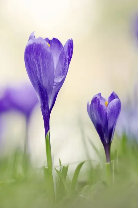 Gerahmter Druck : Krokusse (Crocus spec.) in Blüte im Frühling. Gerahmter Druck : Krokusse (Crocus spec.) in Blüte im Frühling.