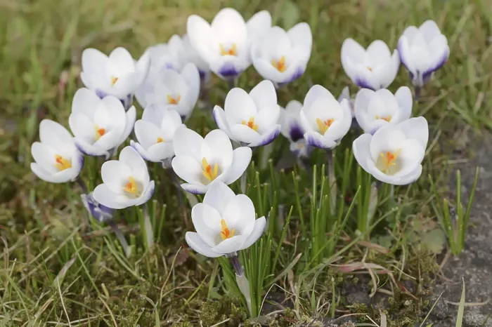 Gerahmter Druck : Krokusse (Crocus spec.) in Blüte im Frühling. Gerahmter Druck : Krokusse (Crocus spec.) in Blüte im Frühling.