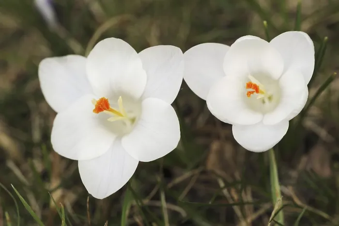 Gerahmter Druck : Krokusse (Crocus spec.) in Blüte im Frühling. Gerahmter Druck : Krokusse (Crocus spec.) in Blüte im Frühling.