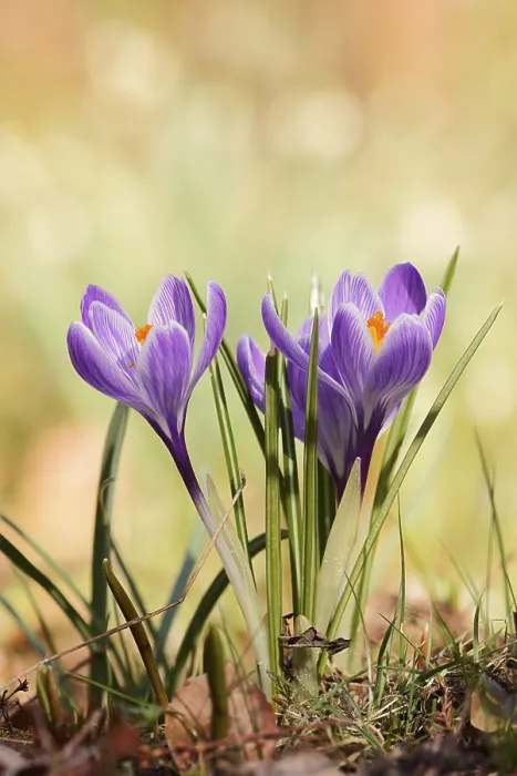 Gerahmter Druck : Krokusse (Crocus spec.), Blüten. Gerahmter Druck : Krokusse (Crocus spec.), Blüten.