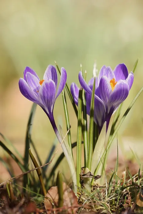 Gerahmter Druck : Krokusse (Crocus spec.), Blüten. Gerahmter Druck : Krokusse (Crocus spec.), Blüten.