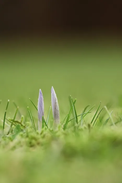 Gerahmter Druck : Krokusse (Crocus), Winter, Deutschland Gerahmter Druck : Krokusse (Crocus), Winter, Deutschland