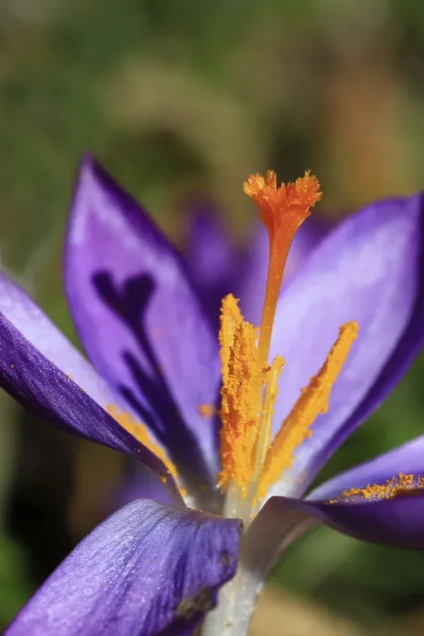 Gerahmter Druck : Krokusse (Crocus), Winter, Deutschland Gerahmter Druck : Krokusse (Crocus), Winter, Deutschland