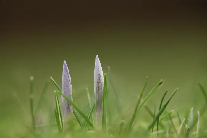 Gerahmter Druck : Krokusse (Crocus), Winter, Deutschland Gerahmter Druck : Krokusse (Crocus), Winter, Deutschland