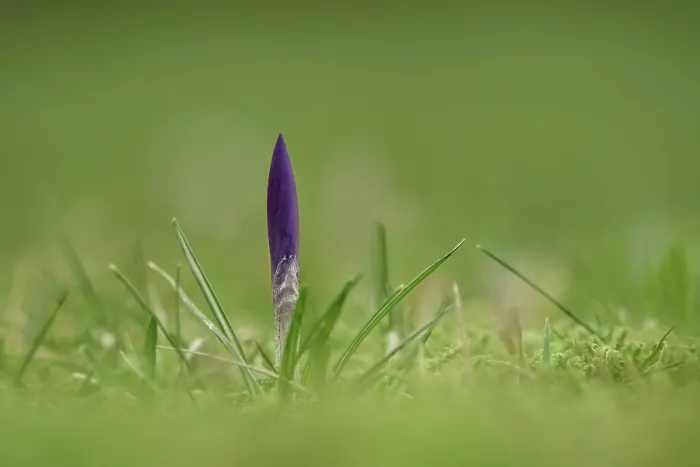 Gerahmter Druck : Krokusse (Crocus), Winter, Deutschland Gerahmter Druck : Krokusse (Crocus), Winter, Deutschland