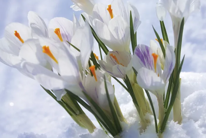 Gerahmter Druck : Schneebedeckte Krokusse
