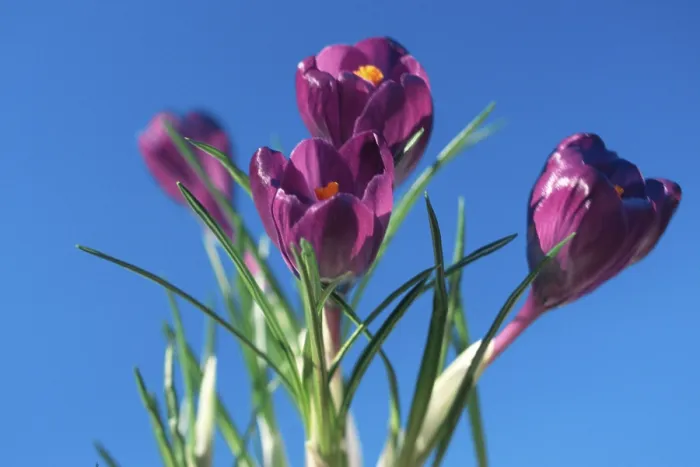 Gerahmter Druck : Crocusses Gerahmter Druck : Crocusses