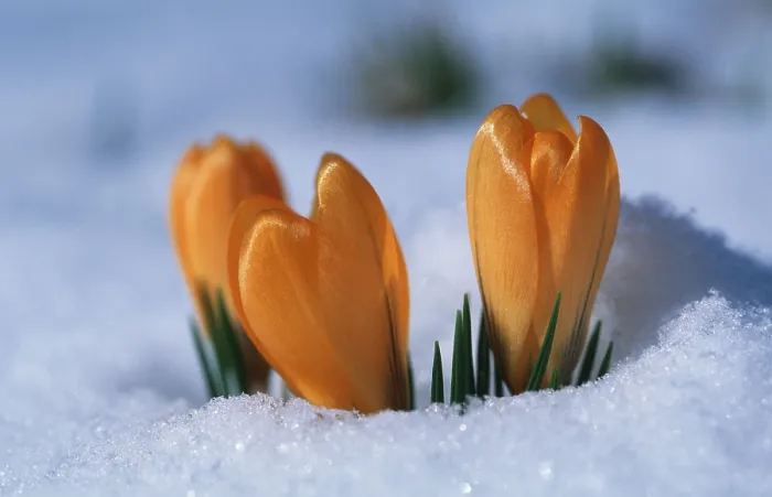 Gerahmter Druck : Krokusse brechen durch den Schnee. Gerahmter Druck : Krokusse brechen durch den Schnee.