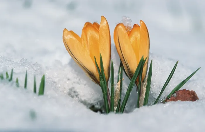 Gerahmter Druck : Krokusse brechen durch Schnee. Gerahmter Druck : Krokusse brechen durch Schnee.