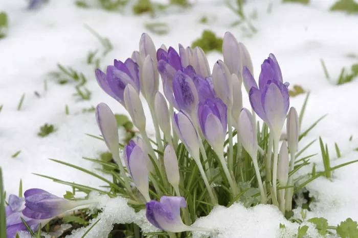 Gerahmter Druck : Krokusblüten im Schnee Gerahmter Druck : Krokusblüten im Schnee