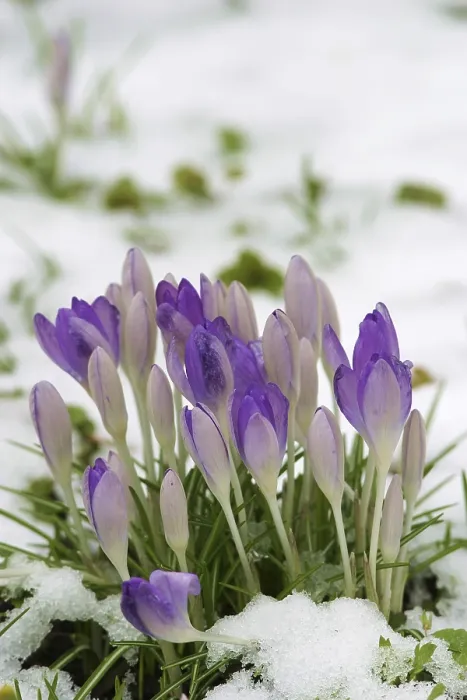 Gerahmter Druck : Krokusse im Schnee. Gerahmter Druck : Krokusse im Schnee.