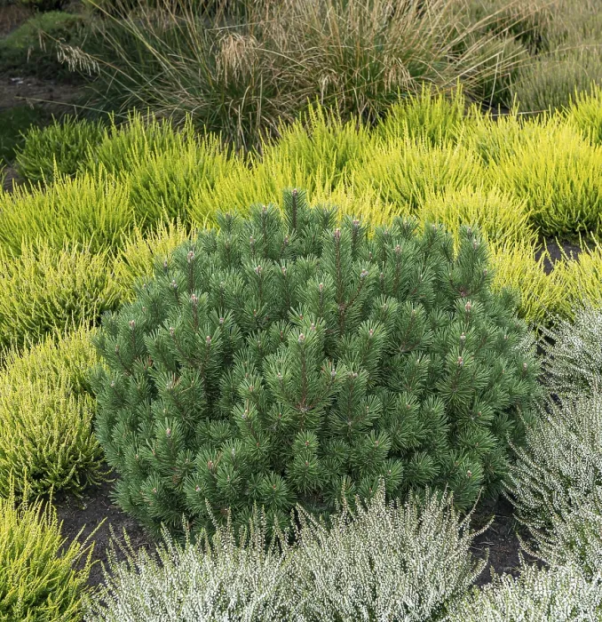 Gerahmter Druck : Krumme Fichte (Pinus mugo 'Humpy') Gerahmter Druck : Krumme Fichte (Pinus mugo 'Humpy')
