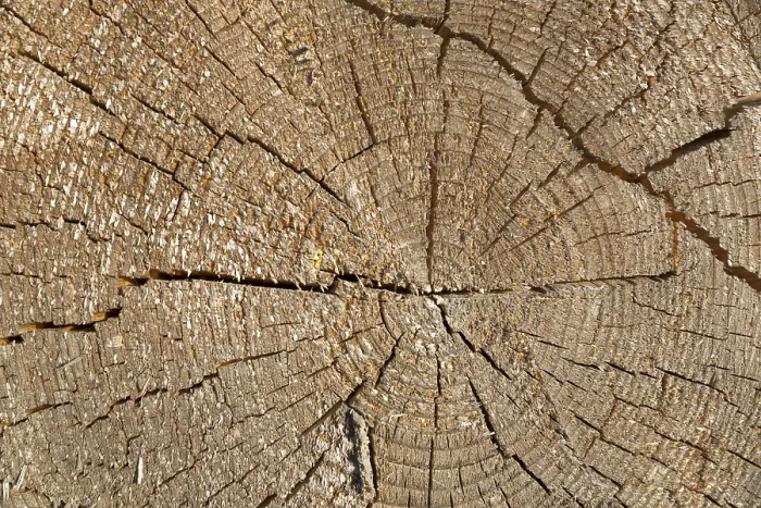 Gerahmter Druck : Querschnitt eines Baumstammes mit Jahrringen. Gerahmter Druck : Querschnitt eines Baumstammes mit Jahrringen.