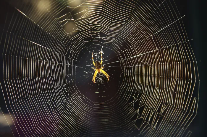 Gerahmter Druck : Kreuzspinnen (Araneus), Spinne-Web. Gerahmter Druck : Kreuzspinnen (Araneus), Spinne-Web.