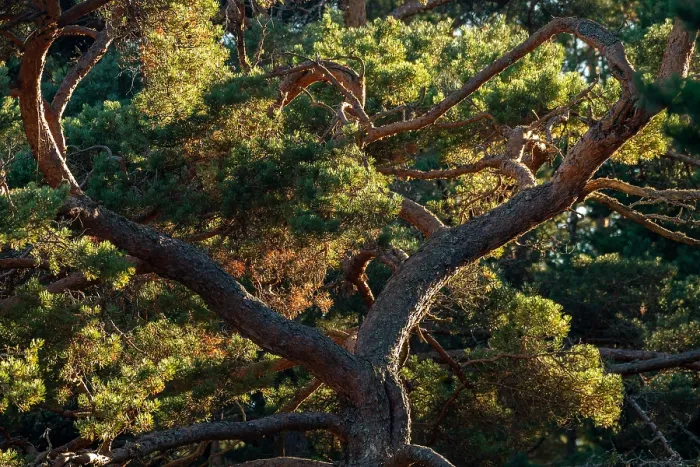 Gerahmter Druck : Krone eines mächtigen alten Kiefernbaumes Gerahmter Druck : Krone eines mächtigen alten Kiefernbaumes