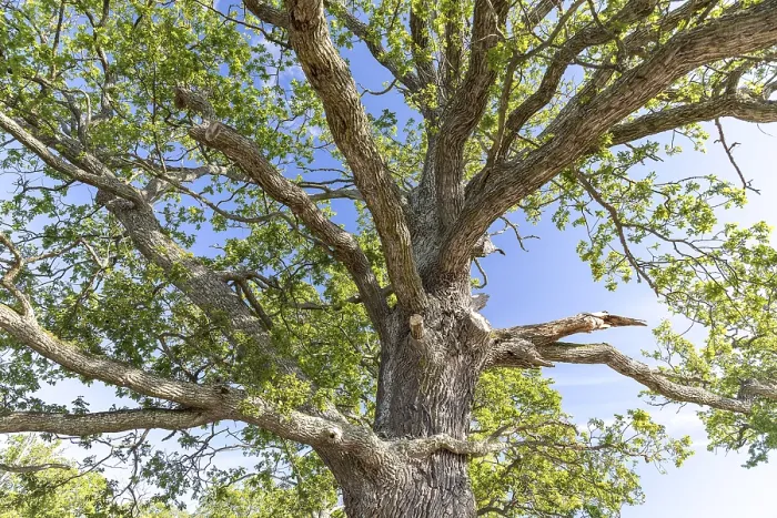 Gerahmter Druck : Krone eines alten Eichenbaums (Quercus). Gerahmter Druck : Krone eines alten Eichenbaums (Quercus).