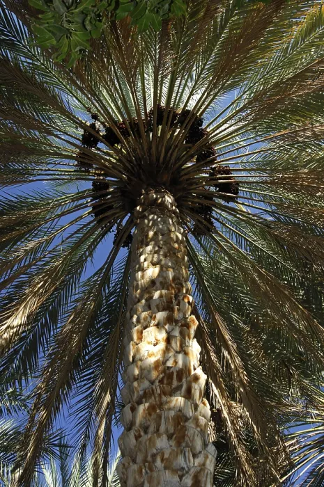 Gerahmter Druck : Krone eines Palmenbaums mit mehreren Früchten. Gerahmter Druck : Krone eines Palmenbaums mit mehreren Früchten.