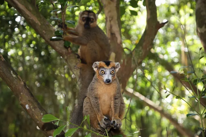 Gerahmter Druck : Kronenlemur (Eulemur coronatus)