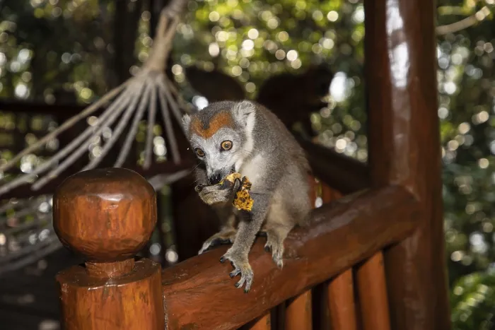 Gerahmter Druck : Kronenlemur Eulemur coronatus Gerahmter Druck : Kronenlemur Eulemur coronatus