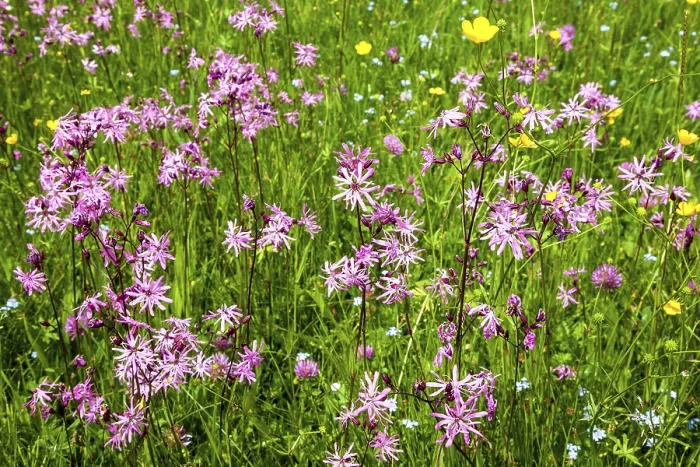 Gerahmter Druck : Kuckucks-Minze (Silene flos-cuculi) Gerahmter Druck : Kuckucks-Minze (Silene flos-cuculi)
