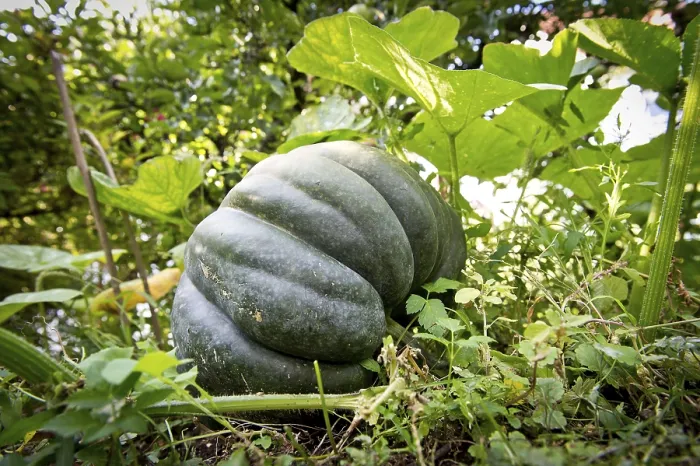 Gerahmter Druck : Kürbis (Cucurbita moschata), Stuttgart Gerahmter Druck : Kürbis (Cucurbita moschata), Stuttgart