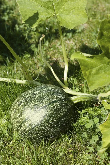 Gerahmter Druck : Cucurbita (Cucurbita) Gerahmter Druck : Cucurbita (Cucurbita)