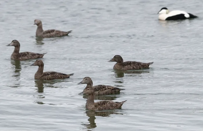 Gerahmter Druck : Cuddys Enten, Eiderente, Norwegen Gerahmter Druck : Cuddys Enten, Eiderente, Norwegen