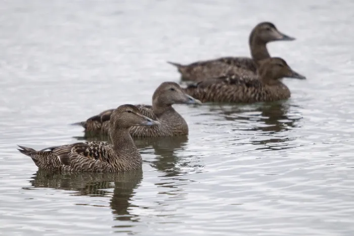 Gerahmter Druck : Cuddy's Ente, Eiderente, Norwegen. Gerahmter Druck : Cuddy's Ente, Eiderente, Norwegen.