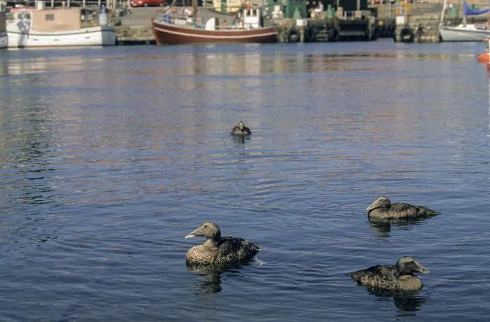 Gerahmter Druck : Cuddys Ente, Eiderente, Eider. Gerahmter Druck : Cuddys Ente, Eiderente, Eider.