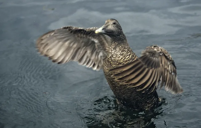 Gerahmter Druck : Cuddys Ente, Eiderente, Eider. Gerahmter Druck : Cuddys Ente, Eiderente, Eider.