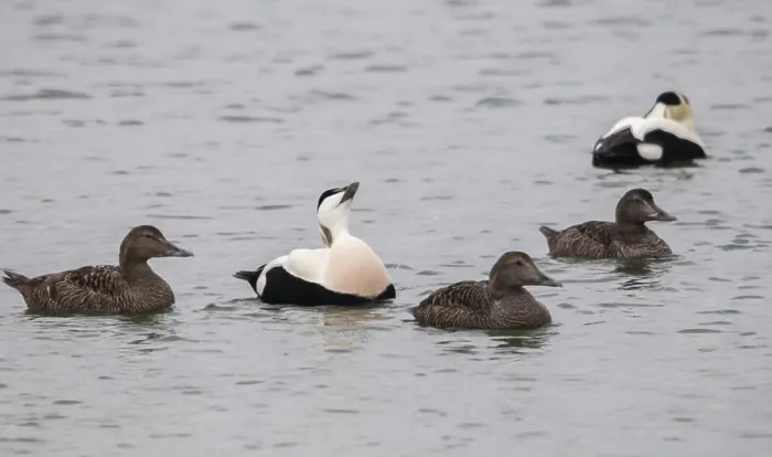 Gerahmter Druck : Cuddys Enten, Eider, Eiderente Gerahmter Druck : Cuddys Enten, Eider, Eiderente