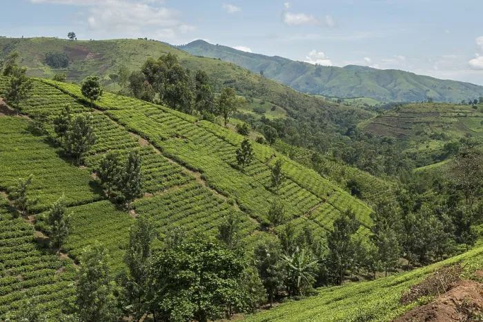 Gerahmter Druck : Kultivierte Felder auf einer Steigung, Uganda. Gerahmter Druck : Kultivierte Felder auf einer Steigung, Uganda.