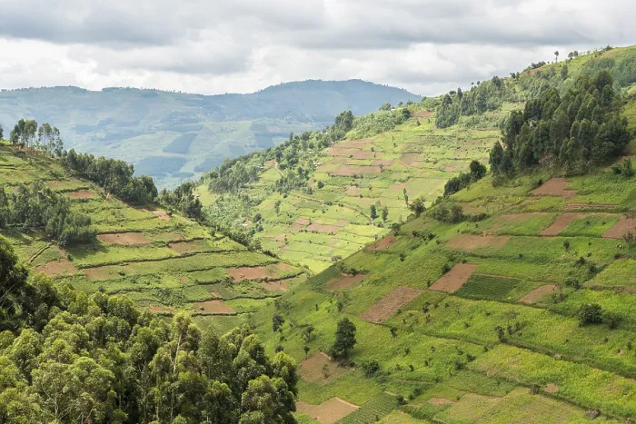 Gerahmter Druck : Ackerflächen auf Hängen, Uganda. Gerahmter Druck : Ackerflächen auf Hängen, Uganda.