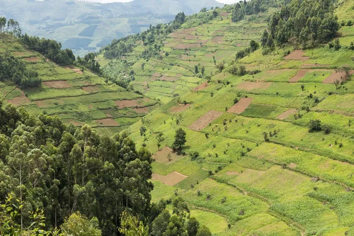Gerahmter Druck : Angebaute Felder auf Hängen, Uganda. Gerahmter Druck : Angebaute Felder auf Hängen, Uganda.